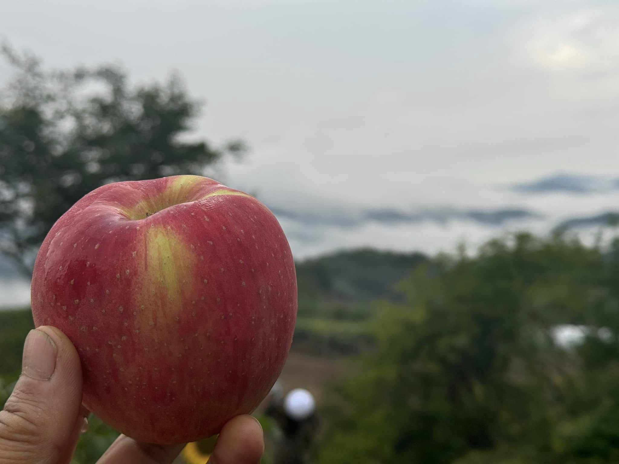 평창사과